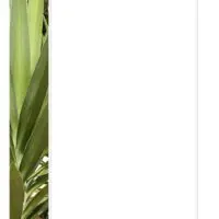 Aloe Vera Leaves Photo Stationery