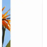 Bird of Paradise Photo Stationery Bird of Paradise Photo Stationery