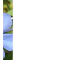 Blue Floral Photo Stationery Blue Floral Photo Stationery