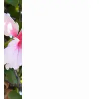 Hibiscus Photo Stationery