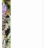 Lavender and Bees Photo Stationery Lavender and Bees Photo Stationery