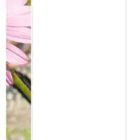 Pink Daisy Photo Stationery Pink Daisy Photo Stationery