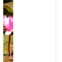 Water Lily Blank Stationery Water Lily Blank Stationery