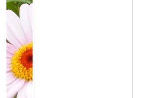 2-Page Daisy Photo Stationery